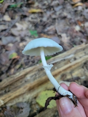 Leucocoprinus cepistipes