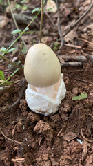 Amanita murrilliana