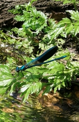 Calopteryx xanthostoma