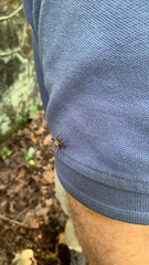 Micrathena sagittata