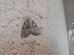 Leuconycta lepidula