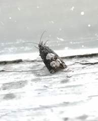 Epinotia trigonella