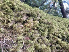 Hylocomium splendens