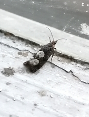 Epinotia trigonella