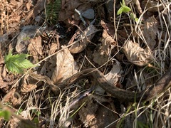 Thamnophis sirtalis pallidulus
