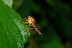 Clephydroneura