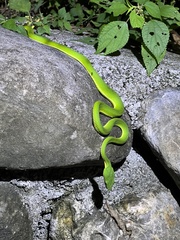 Trimeresurus stejnegeri