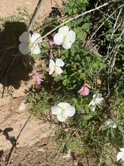 Oenothera pallida