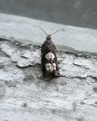 Epinotia trigonella
