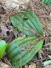 Cypripedium acaule