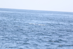 Eubalaena glacialis