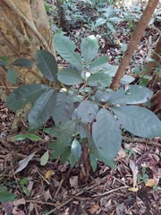 Aglaia rimosa