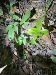 Bungarus multicinctus