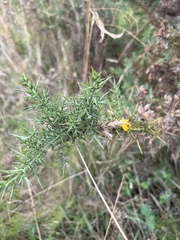 Ulex