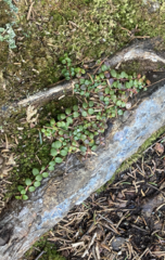 Gaultheria hispidula