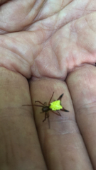 Micrathena sagittata