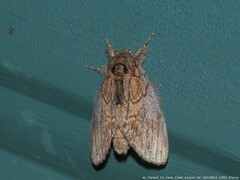 Peridea basitriens