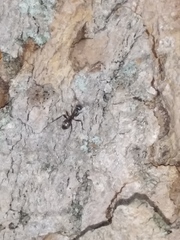 Formicinae