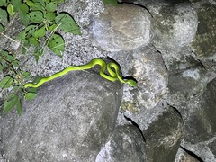 Trimeresurus stejnegeri