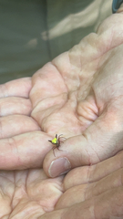 Micrathena sagittata