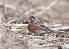 Emberiza schoeniclus