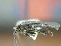 Eropterus