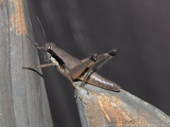 Melanoplus scudderi