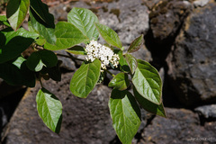 Viburnum rugosum