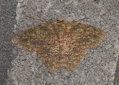 Herochroma urapteraria