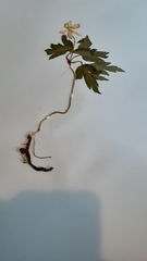 Anemonoides nemorosa