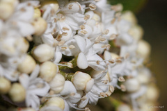 Viburnum rugosum