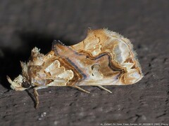 Plusiodonta compressipalpis