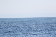 Eubalaena glacialis