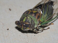 Neotibicen linnei