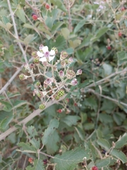 Rubus ulmifolius
