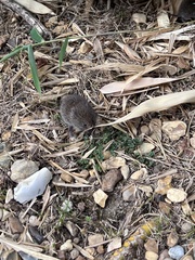 Apodemus sylvaticus