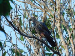 Patagioenas leucocephala