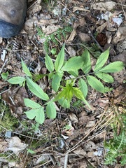 Sambucus racemosa