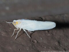 Neocenchrea heidemanni