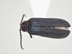 Eropterus