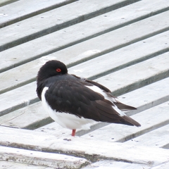 Haematopus ostralegus