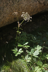 Peucedanum ostruthium