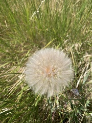 Tragopogon dubius