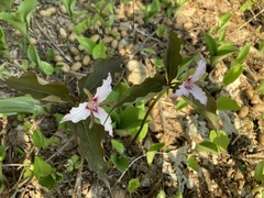 Trillium undulatum