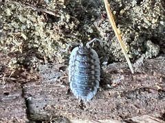 Oniscus asellus