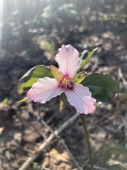 Trillium undulatum