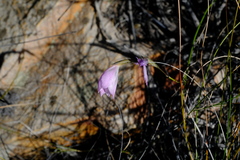 Gladiolus inflatus