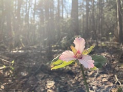 Trillium undulatum