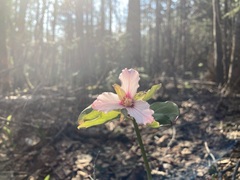 Trillium undulatum