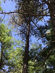 Pinus nigra